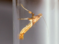 Caloptilia hemidactylella